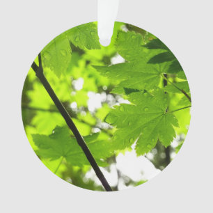 Feuilles d'érable avec Raindrops