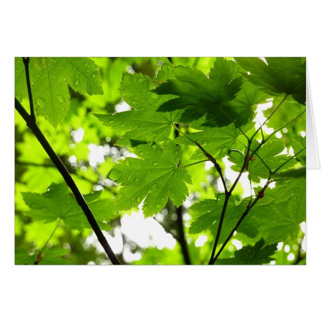 Feuilles d'érable avec Raindrops (Devant horizontal)