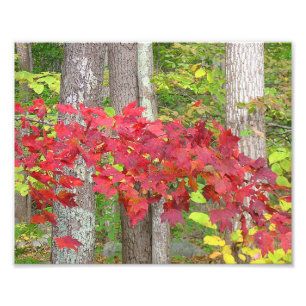 Feuilles D'Érable En Automne Photo Imprimer