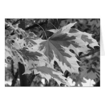 Feuilles en noir et blanc