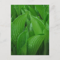 Feuilles Hosta avec carte postale Raindrops