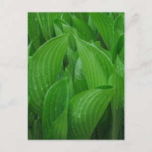 Feuilles Hosta avec carte postale Raindrops
