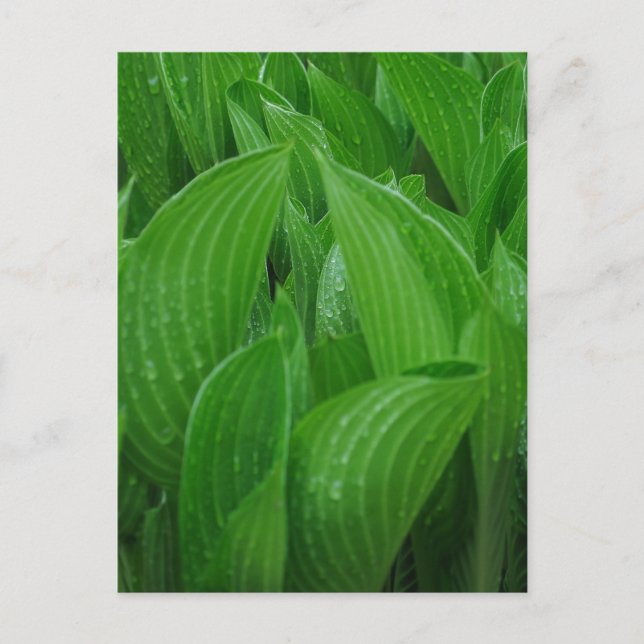 Feuilles Hosta avec carte postale Raindrops (Devant)