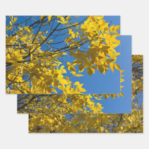 Feuilles jaunes sur les Ash Tree de l'automne Phot