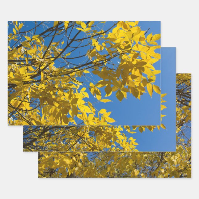 Feuilles jaunes sur les Ash Tree de l'automne Phot (Lot)