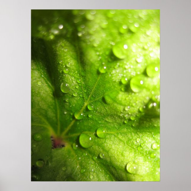 Feuilles mystiques (2) Poster (Devant)