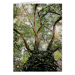 Feuilles verts tout autour