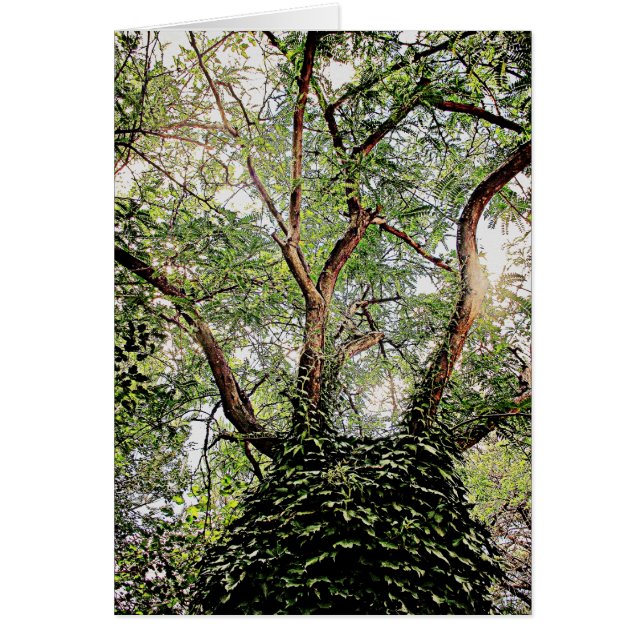 Feuilles verts tout autour (Devant)