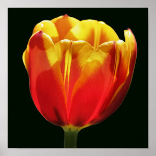 Feurige Orange Gelbe Tulpenblüte Nahaufnahme Poster