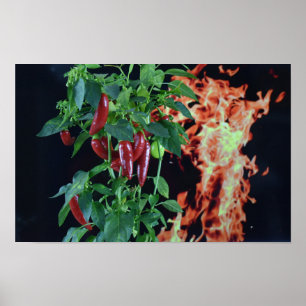 Feuriger Heißer Chili. Poster