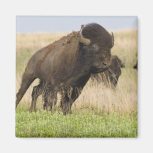 Feuriger junger Bisonbulle im Tallgrass Magnet