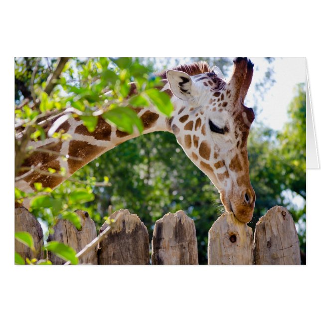 Fiberlicious (Devant horizontal)