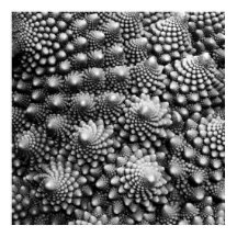 Fibonacci Gemüses Fraktal, Romanesco Broccoli