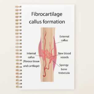 Fibrocartilage Formation de cales