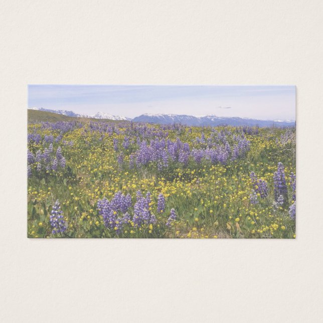 Fiche de note sur le champ de fleurs (Devant)