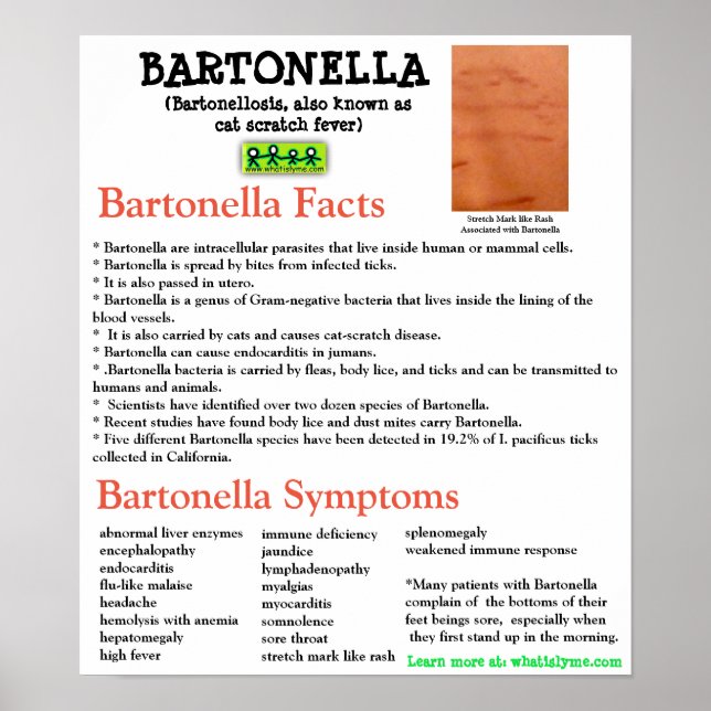 Fiche d'information Bartonella Poster (Devant)