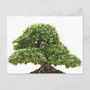 Ficus bonsai abgeschieden postkarte
