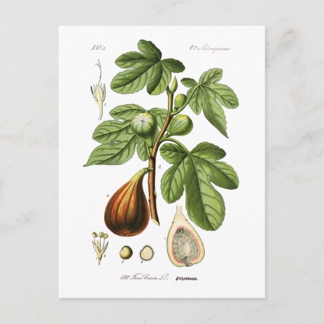 Ficus carica (Fig. Postkarte (Vorderseite)