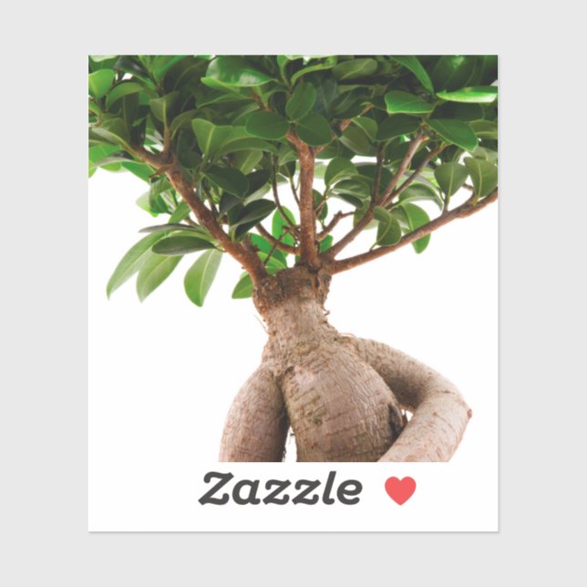 Ficus Ginseng Aufkleber (Blatt)