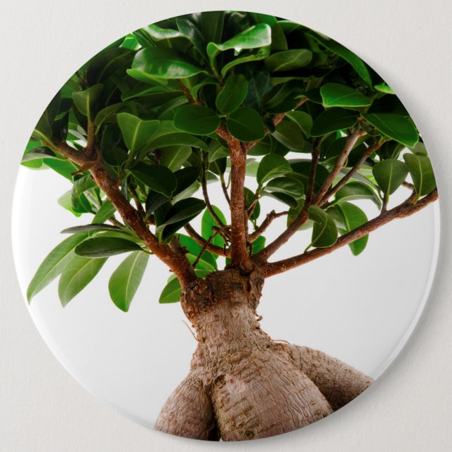 Ficus Ginseng Button (Vorderseite)