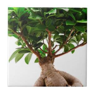 Ficus Ginseng Fliese