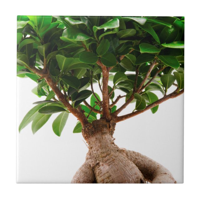 Ficus Ginseng Fliese (Vorderseite)
