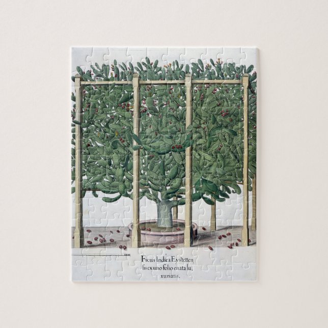 Ficus Indica eystettensis, vom 'Hortus Eystet (Vertikal)