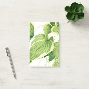 Ficus Pflanze 2 Post-it Klebezettel