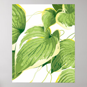 Ficus Pflanze 2 Poster