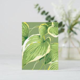 Ficus Pflanze 5 Postkarte