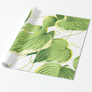 Ficus Pflanze Geschenkpapier