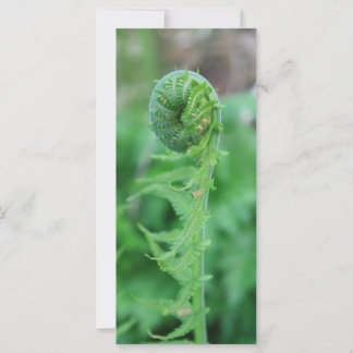 Fiddlehead