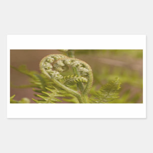 Fiddlehead Fern Heart Foto Rechteckiger Aufkleber