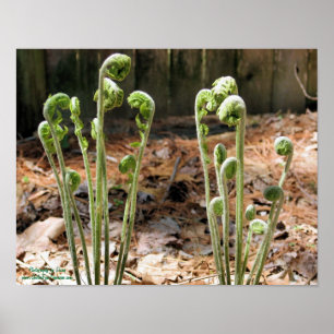 Fiddlehead Ferns Spring Nature #4 Poster