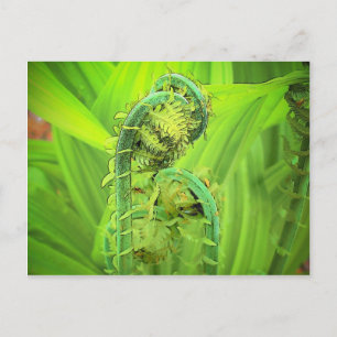 Fiddlehead Postkarte