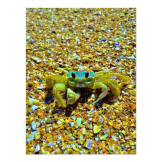 Fiddler Crab Fotodruck