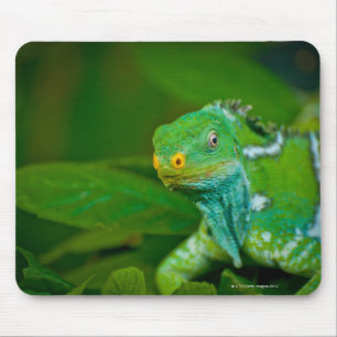 Fidschi crested Leguan, Kula Öko-Park, Viti Levu, Mousepad