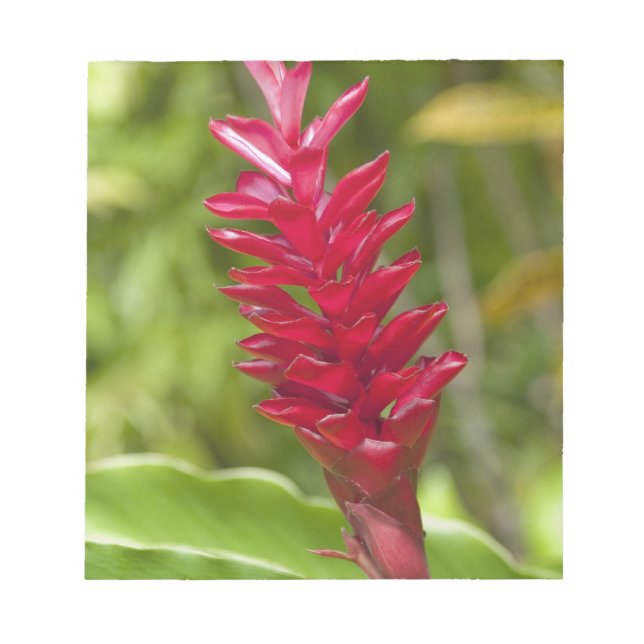 Fidschi, Insel Viti Levu. Blume. Notizblock (Vorderseite)
