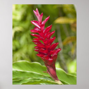 Fidschi, Insel Viti Levu. Blume. Poster