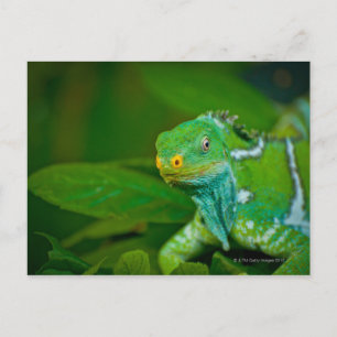 Fidschi-Inseln Iguana, Kula Öko Park, Viti Levu, Postkarte