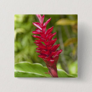 Fidschi, Viti-Levu-Insel. Blume. Button