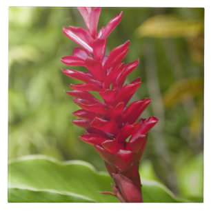 Fidschi, Viti Levu-Insel. Blume. Fliese