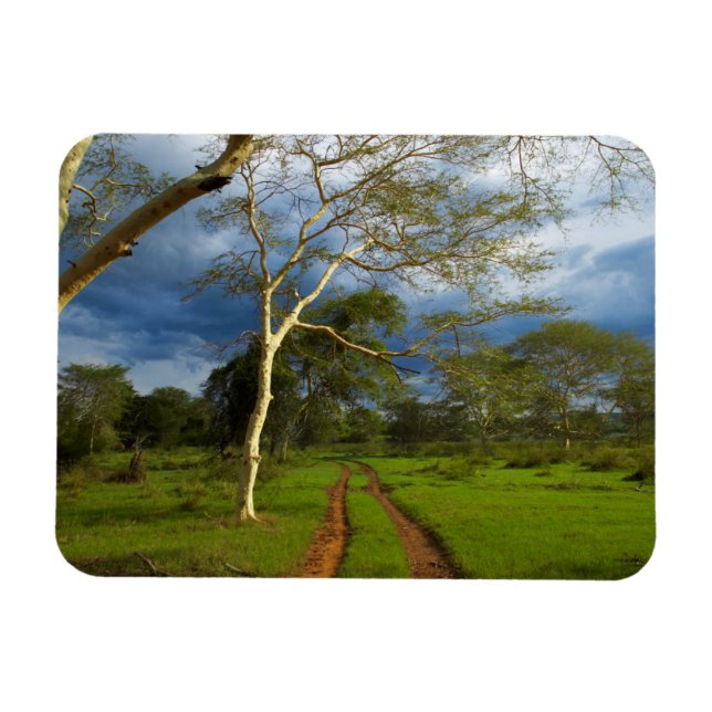 Fieberbaum (Acacia Xanthophloea) durch dirt Track Magnet (Horizontal)