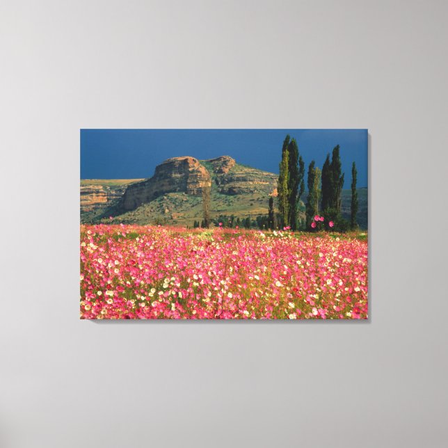 Field of Cosmos flowers, Fouriesburg District Leinwanddruck (Vorderseite)