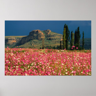 Field of Cosmos flowers, Fouriesburg District Poster