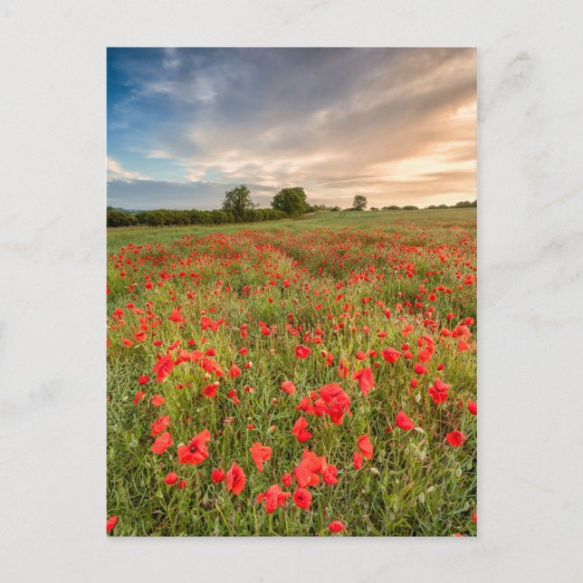 Field of Poppies Postkarte (Vorderseite)