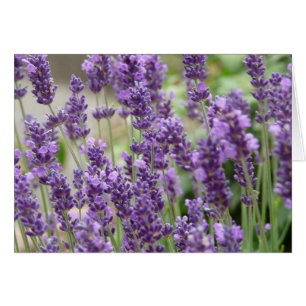Field of Purple Lavender Flowers Card