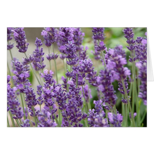 Field of Purple Lavender Flowers Card (Devant horizontal)