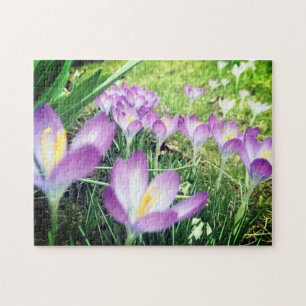Field of Purple Spring Flowers Crocus Flower Lilac