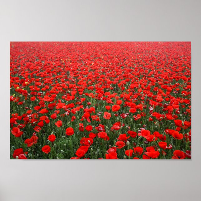 Field of Red Poppies Poster (Vorne)